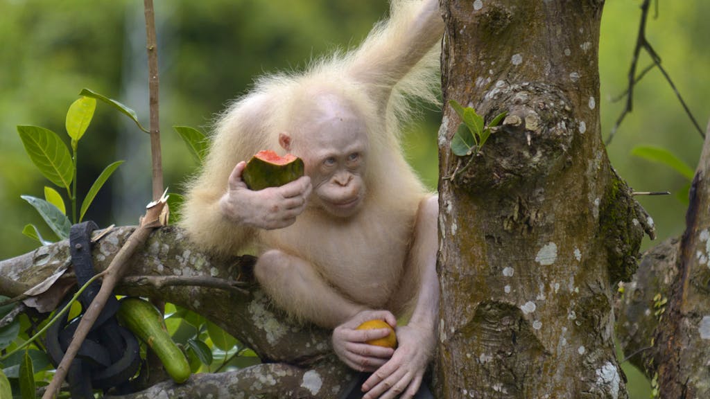 Seltenes Tier. Gegen jede Chance: Albino-Orang-Utan überlebt in freier Wildbahn