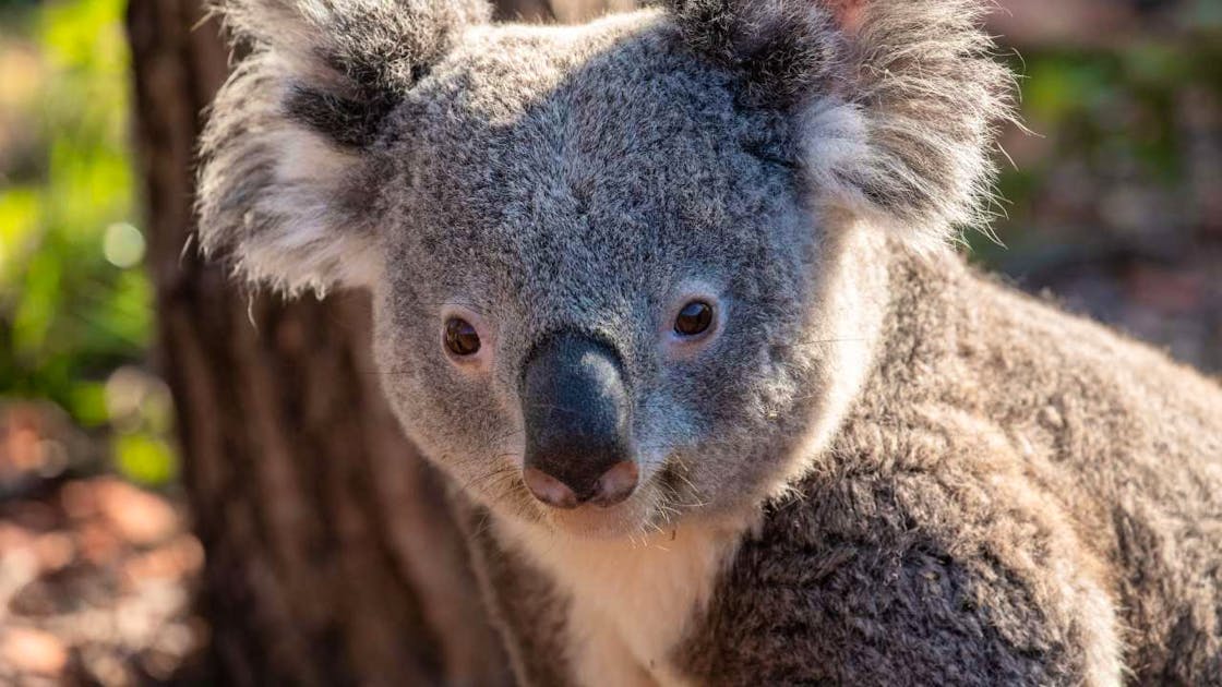 Mort du second koala mâle du zoo de Zurich
