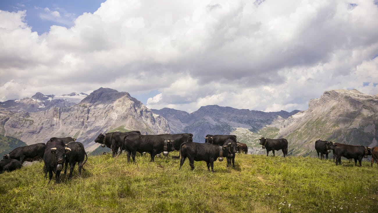 Kritik vom Tierschutz. Darum ist Label-Fleisch so viel teurer