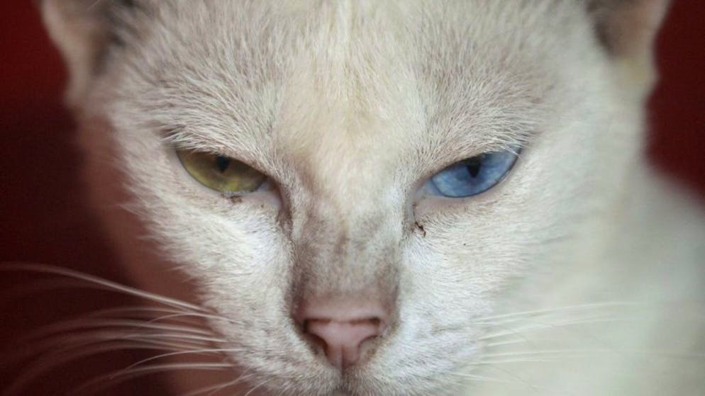 Hauskatzen betrachten ihre Besitzer als Dienstleistungsbetrieb und entwickeln keine enge Bindung zu Menschen, heisst es. Falsch gedacht.