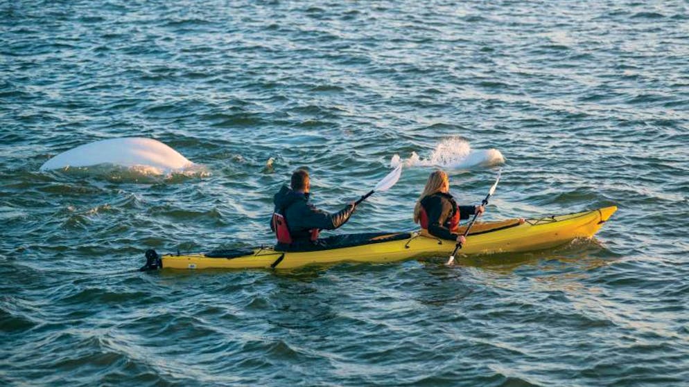 Die Belugawale sind die touristischen Stars von Churchill – auf Kajaktouren kommen Besucher den Tieren ziemlich nahe. 