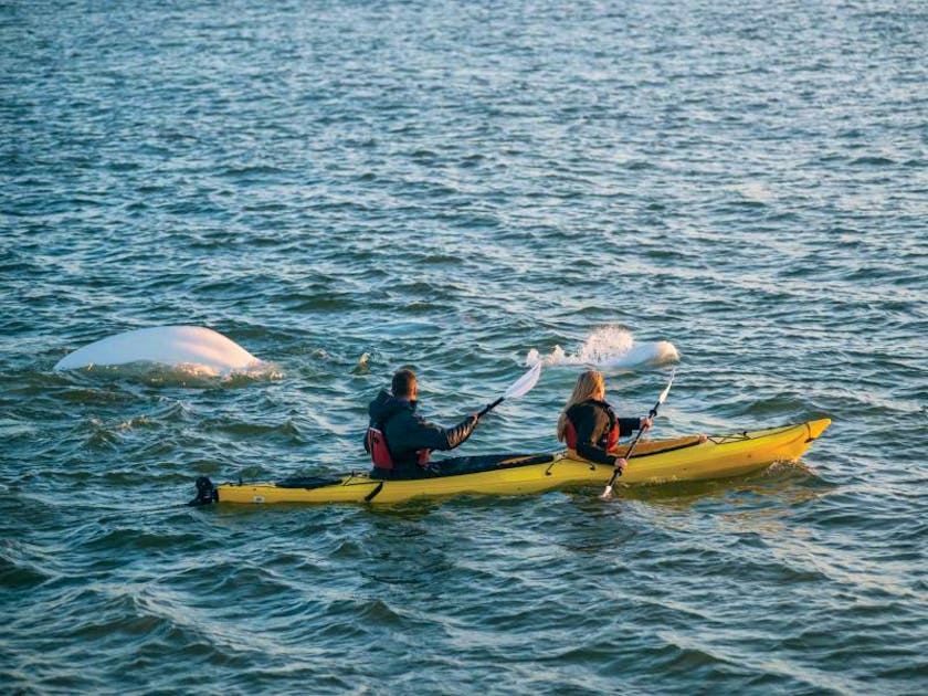 Beluga whales in Canada delight tourists – and locals