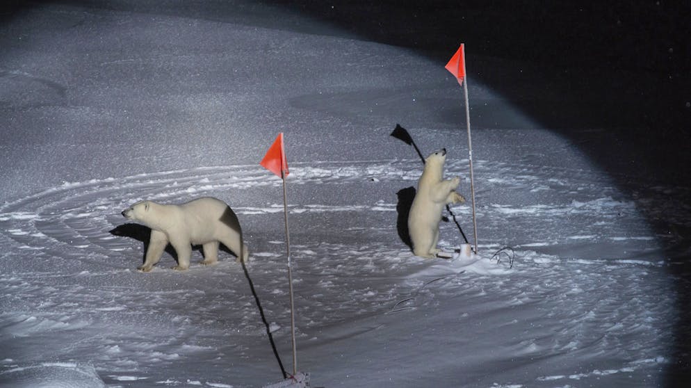 World Press Photo 2020: Das sind die besten Pressefotos des Jahres. Das beste Foto der Kategorie «Umwelt» stammt von Esther Horvarth, die zwei Eisbären dabei beobachtete, wie sie in der Arktis mit wissenschaftlicher Ausrüstung des Forschungsschiffes Polarstern spielten.