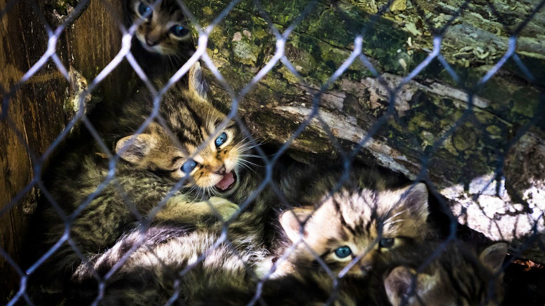 Cinq Chatons Sauvages Au Zoo De La Garenne