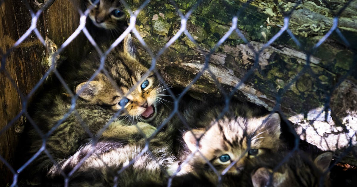 Cinq Chatons Sauvages Au Zoo De La Garenne Cinq Chatons Sauvages Au Zoo De La Garenne