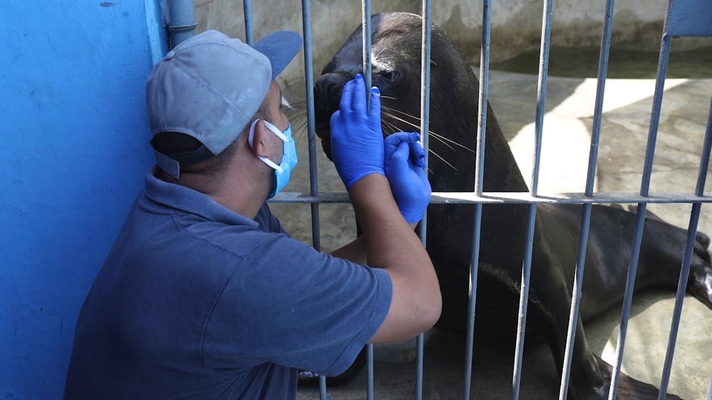 Zoos In Der Krise