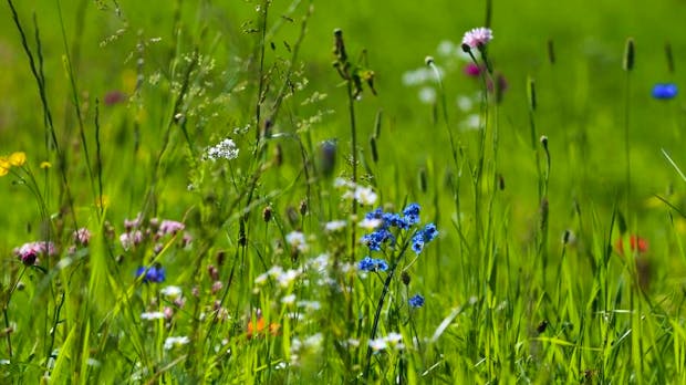 Mit wenig Aufwand zum schönen Garten