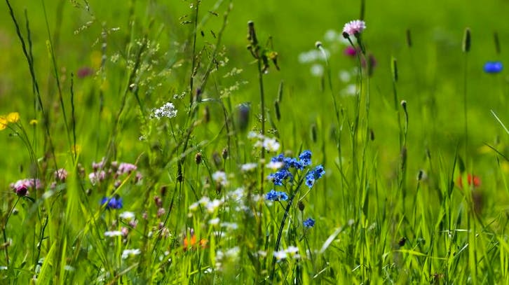 Mit wenig Aufwand zum schönen Garten