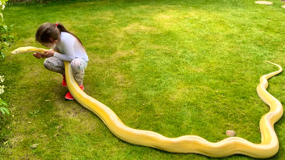 Ziemlich beste Corona-Freunde – Mädchen (7) und Papas Pythons. Übersehen kann man den knallgelben Python Cher nicht, und Emi hat keine Berührungsängste.