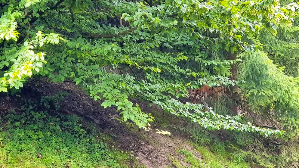 Quali sono le condizioni di detenzione dei grandi felini in Svizzera?. In Svizzera, la detenzione di animali selvatici è sottoposta a una stretta regolamentazione. Nel recinto delle tigri di Zurigo, ad esempio, gli animali selvatici dispongono di una vegetazione lussurreggiante dove possono ritirarsi…