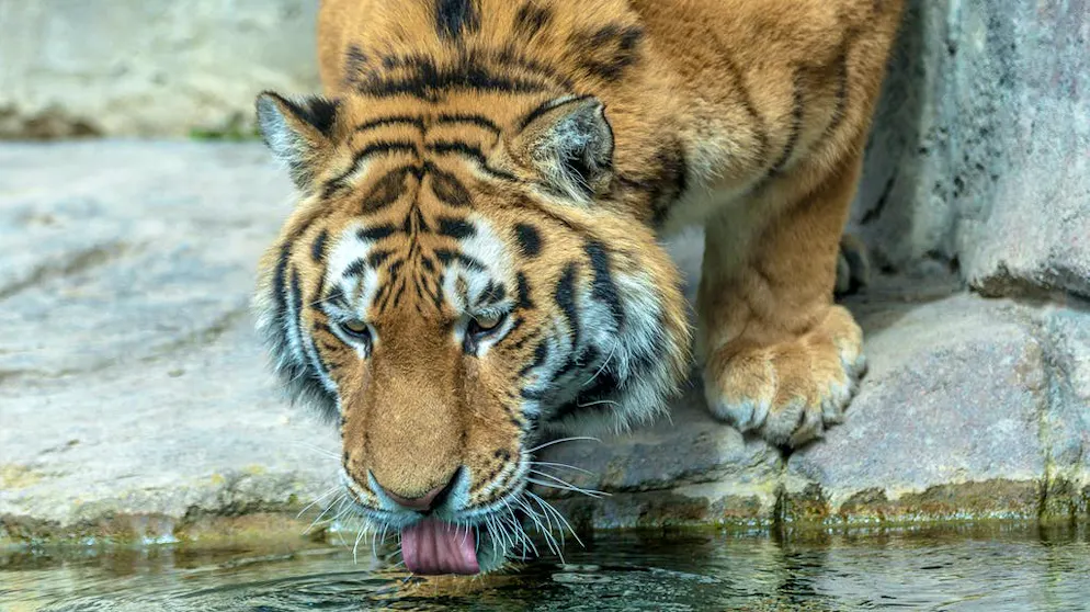 Quali sono le condizioni di detenzione dei grandi felini in Svizzera?. … e hanno un laghetto per bagnarsi. O per bere, come illustra qui Sayan. La tigre della Siberia è infatti la più grande sottospecie di tigre e può raggiungere una taglia di 2,20 metri.