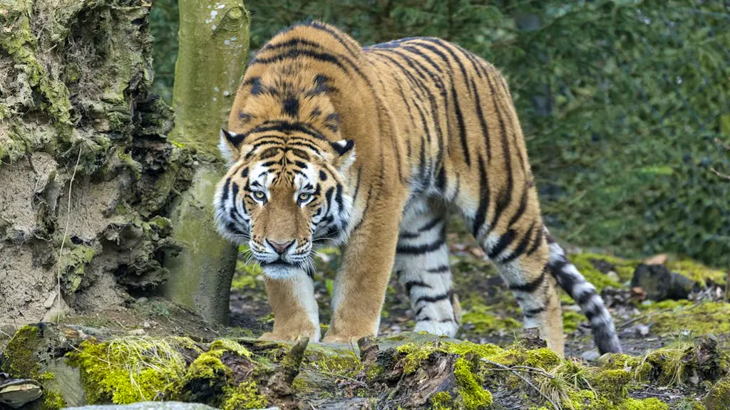 Animali selvatici. Quali sono le condizioni di detenzione dei grandi felini in Svizzera?