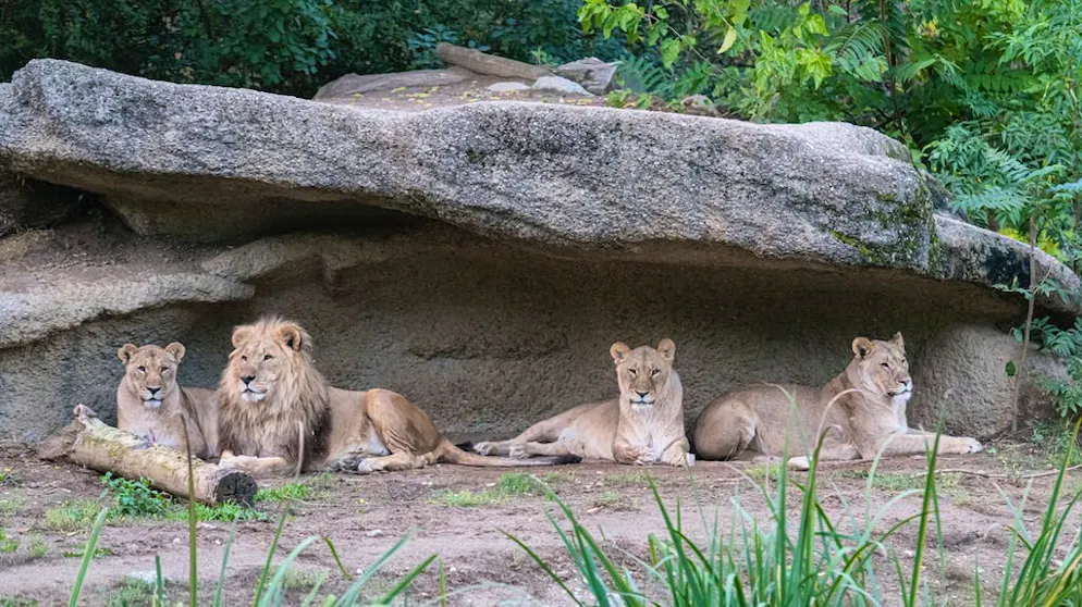 Quali sono le condizioni di detenzione dei grandi felini in Svizzera?. Allo zoo di Basilea, non ci sono tigri, ma leoni: tre animali adulti e due giovani vivono in un piccolo spazio.