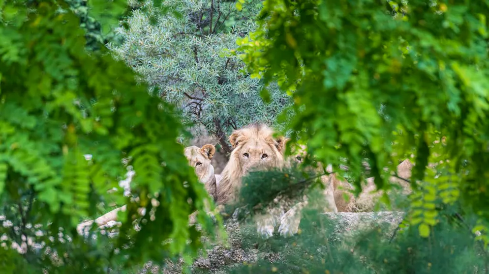 Quali sono le condizioni di detenzione dei grandi felini in Svizzera?. Intervistata da «Bluewin», la Protezione svizzera degli animali (PSA) è soddisfatta delle condizioni di detenzione negli zoo svizzeri. Secondo la PSA, la situazione per gli animali selvatici è molto più problematica nei circhi.