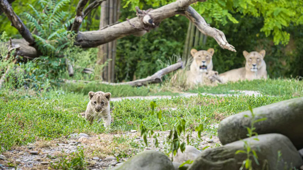Quali sono le condizioni di detenzione dei grandi felini in Svizzera?. Quest’aspetto è importante, perché contrariamente alle tigri, i leoni sono animali molto socievoli e per nulla solitari. A causa dell'emergenza coronavirus, gli zoo svizzeri sono ovviamente ancora chiusi.