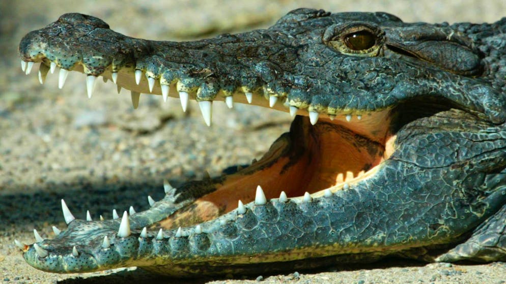 Wilderer in Nepal haben den fast vollständigen Stillstands wegen der Coronakrise ausgenutzt. So wurden etwa drei Krokodile einer vom Aussterben bedrohten Art getötet. (Symbolbild)