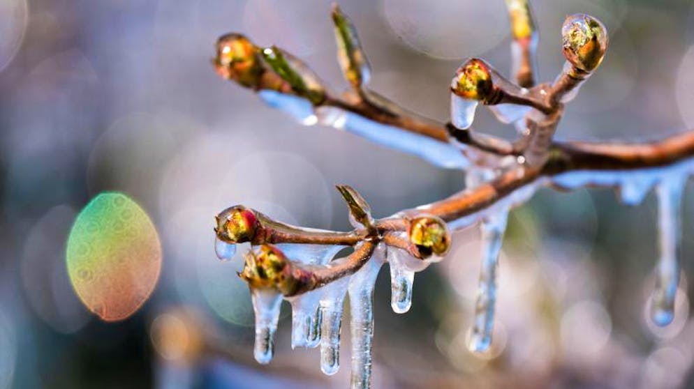 Impressionen aus dem Frankfurter Palmengarten: Äste mit Knospen sind am Morgen von einer dünnen Eisschicht umhüllt.