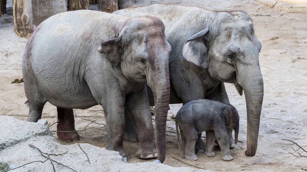 Elefanten mit Jungtier im Zoo Zürich. (Symbolbild)