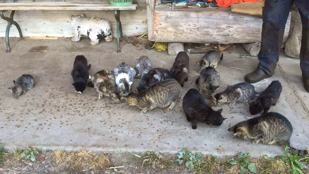 Tierschützerin im Interview. Coronakrise: «Anzahl ungewollter Katzen könnte explodieren»