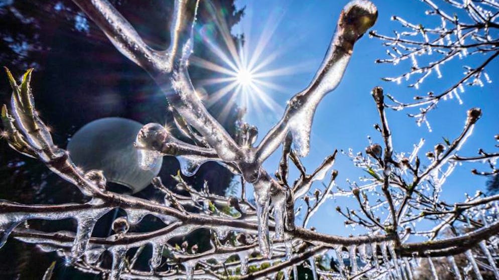 Vereiste Knospen im Sonnenlicht bieten am Morgen einen faszinierenden Anblick im Frankfurter Palmengarten.