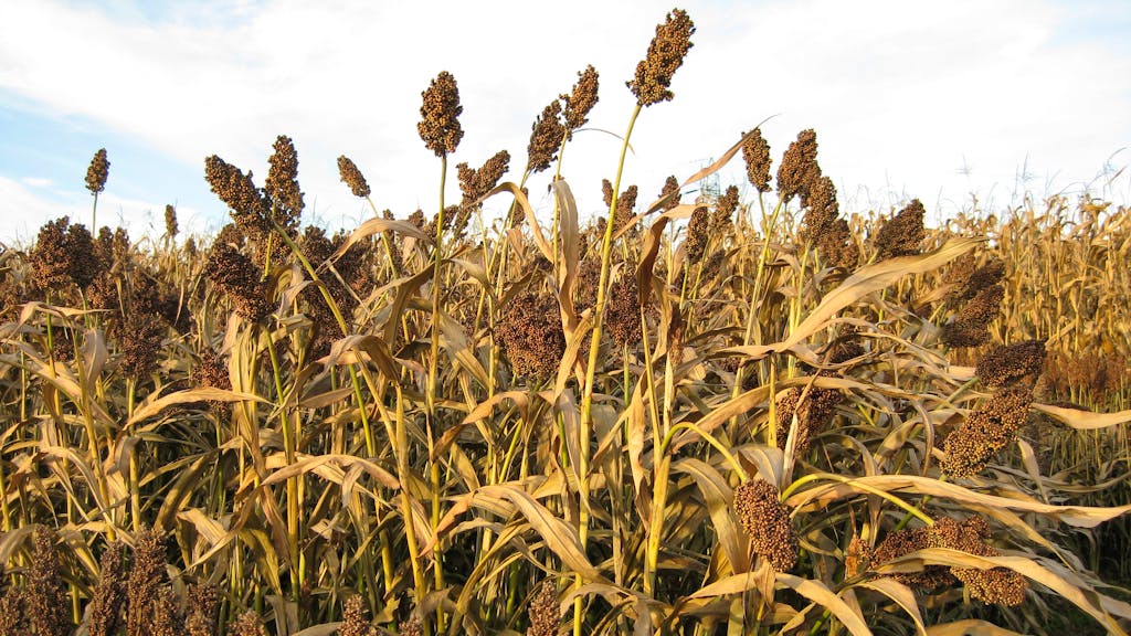 Klimawandel. Platz da, Herdöpfel – wie Exoten unsere Felder erobern