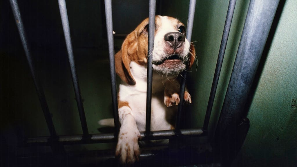 «Für die CoronaForschung werden auch Katzen und Hunde verwendet»