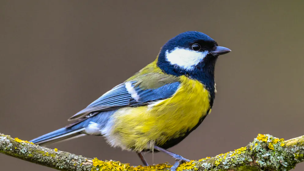 In moltissimi negli ultimi cinque giorni hanno contato gli esemplari di uccelli presenti nel proprio giardino.