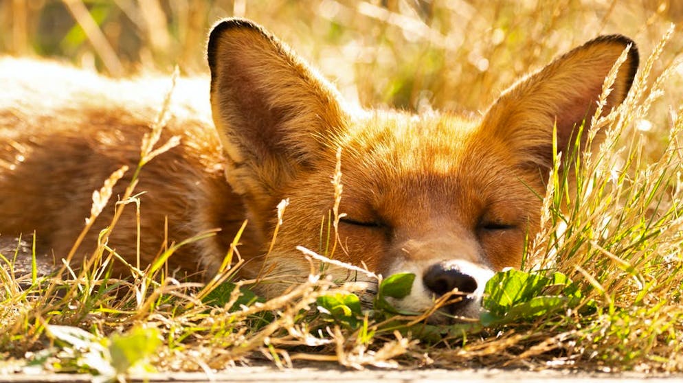 Questa volpe non ha paura del contatto umano. Dopo il pasto, è necessaria una siesta digestiva.