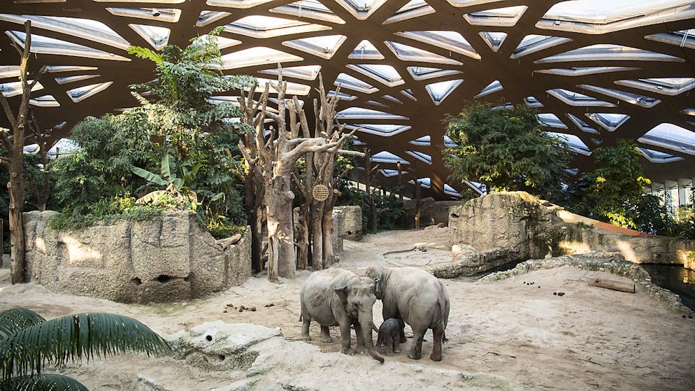 Seit dem Umzug in die neue Anlage gebären die Elefanten im Zoo Zürich ihre Jungtiere ohne menschliche Einwirkung. (Archivbild)