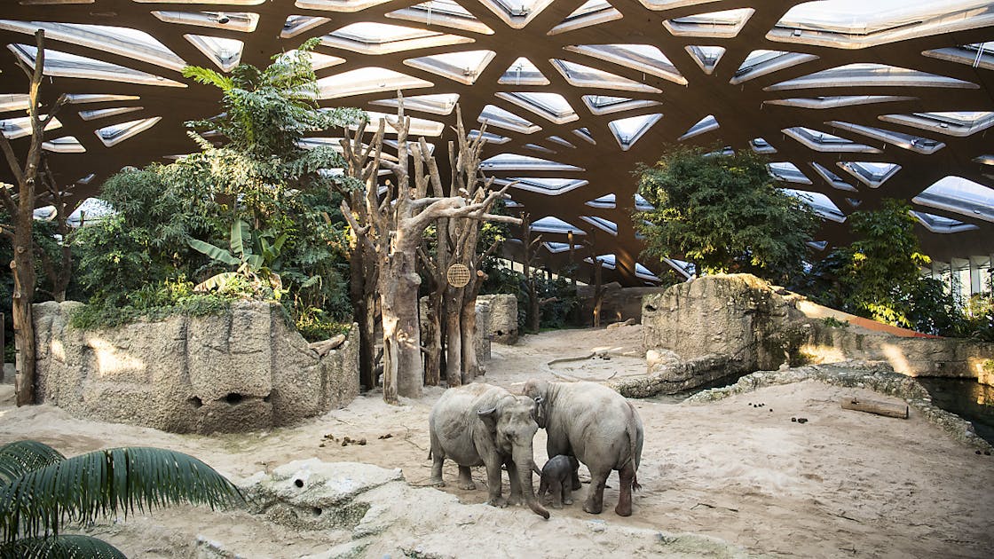 Un bébé éléphant pointe le bout de sa trompe au zoo de Zurich