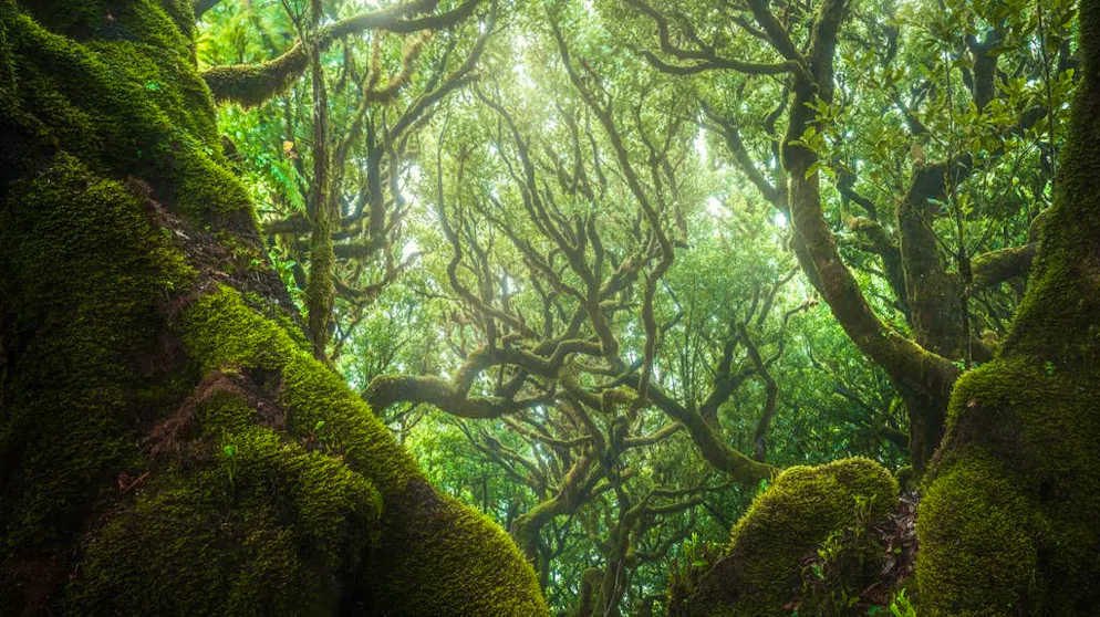 Viaggio in un sogno: la magia della foresta di Madera. Questi alberi giganteschi possono avere anche 500 anni.