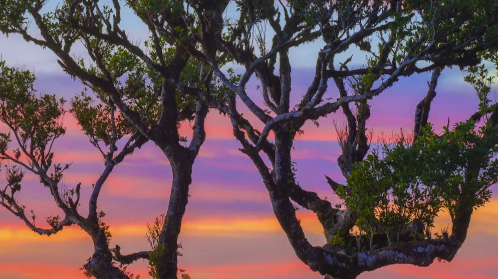 Viaggio in un sogno: la magia della foresta di Madera. Illuminato dal sole, il cielo nascosto dietro agli alberi offre colori incredibili.