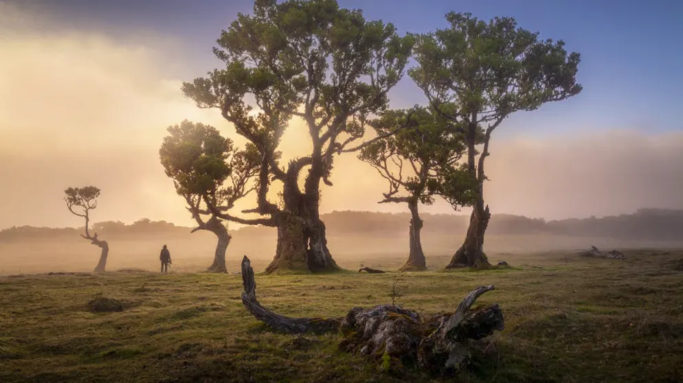 Viaggio in un sogno: la magia della foresta di Madera. La laurisilva di Madera è entrata a far parte del patrimonio mondiale dell'UNESCO nel 1999.