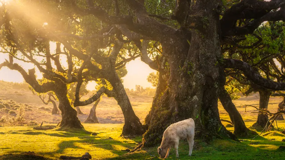 Viaggio in un sogno: la magia della foresta di Madera. Bagnata dalla luce della sera, la foresta di Fanal a Madera offre un'atmosfera magica.