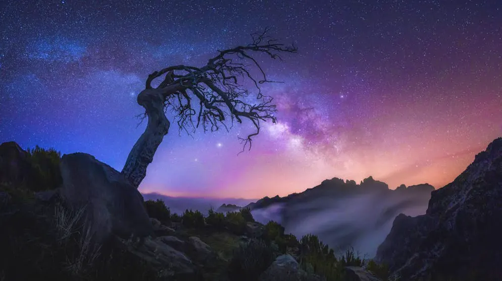 Viaggio in un sogno: la magia della foresta di Madera. Gli alberi per l'eternità: considerata patrimonio mondiale dell'umanità, la foresta di Fanal a Madera è particolarmente protetta.