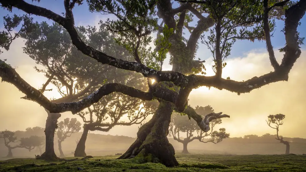 Viaggio in un sogno: la magia della foresta di Madera. Quando il sole deve aprirsi un varco attraverso le nuvole basse, la laurisilva di Madera appare decisamente fiabesca.