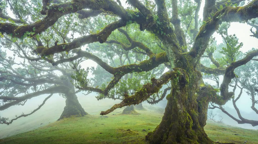 Viaggio in un sogno: la magia della foresta di Madera. Le fotografie dell'olandese Albert Dros conferiscono alla foresta di Fanal un aspetto fiabesco.