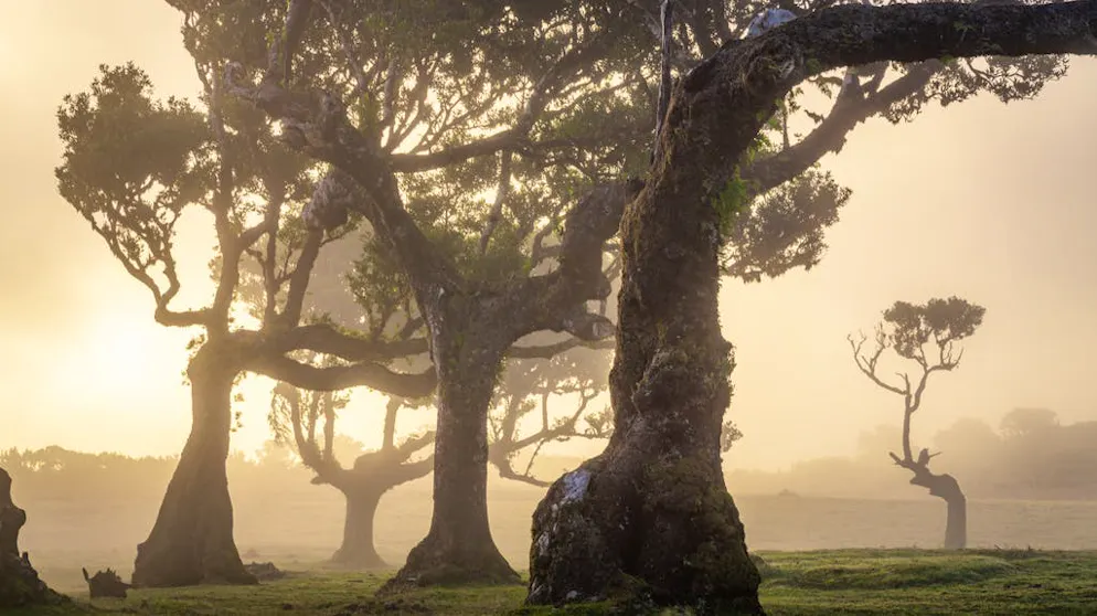 Viaggio in un sogno: la magia della foresta di Madera. I rami degli alberi sono ricoperti di licheni spessi e folti.