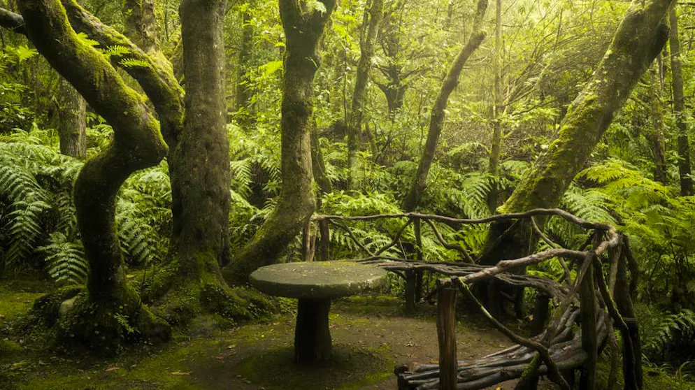 Viaggio in un sogno: la magia della foresta di Madera. Le «levadas», dei sentieri stretti che costeggiano antichi canali d'irrigazione, percorrono la foresta. Di tanto in tanto, chi vi si avventura trova un posto per riposarsi.