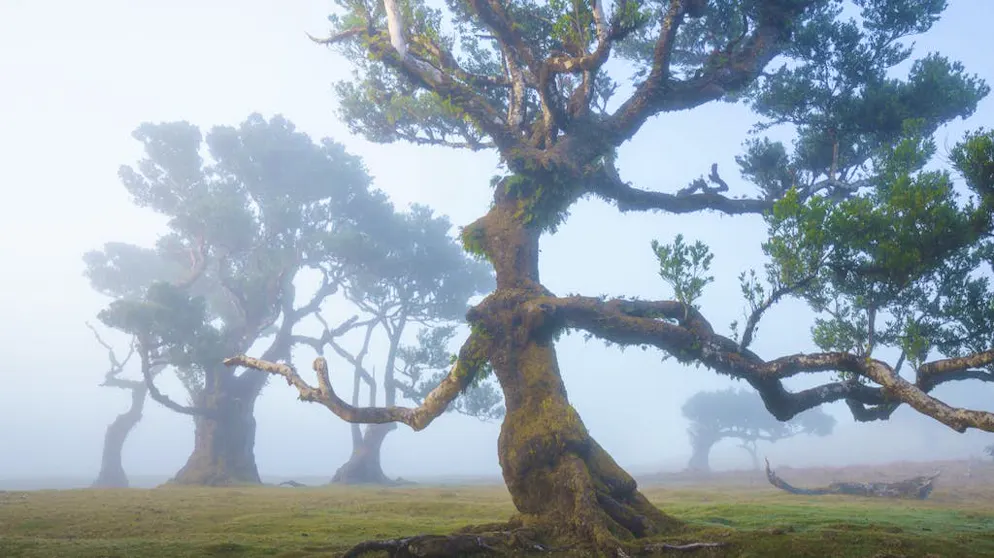 Viaggio in un sogno: la magia della foresta di Madera. Tutto dritto verso il «Signore degli anelli»: si potrebbe credere che questi alberi siano degli Ent della Terra di Mezzo.