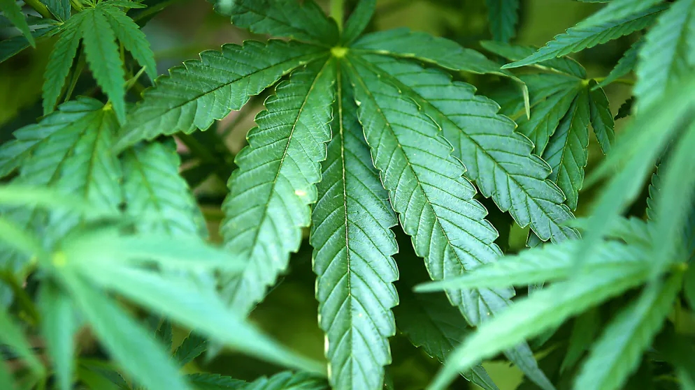 Maxisequestro di resina di cannabis in Marocco (immagine simbolica).
