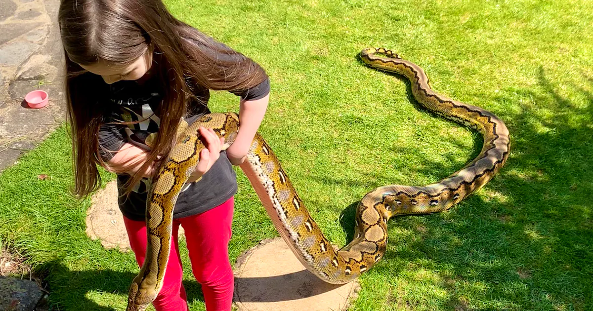 Copains De Confinement Emi 7 Ans Pr f re Jouer Avec Des Pythons Copains De Confinement Emi 7 Ans Pr f re Jouer Avec Des Pythons