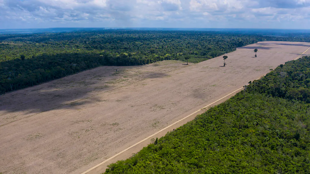 Brasile. Impennata di disboscamento illegale in Amazzonia