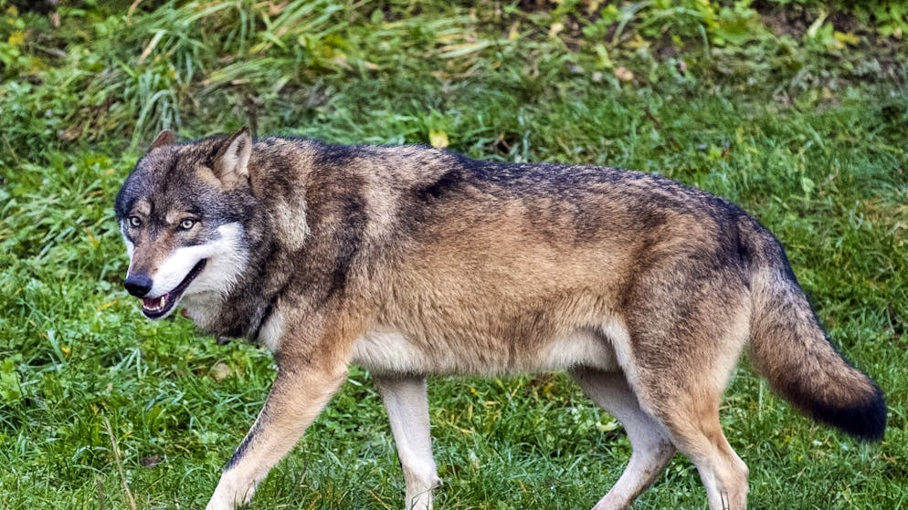 La presenza del lupo in Svizzera preoccupa animali da reddito e i loro detentori.