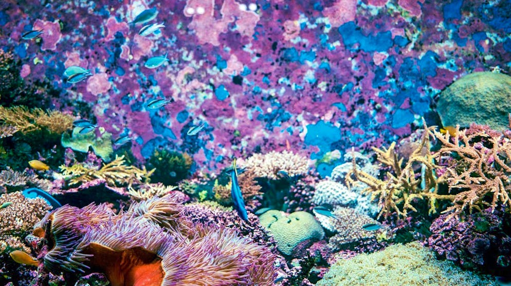 Molte di queste specie sono endemiche, non si trovano cioè in nessun altro luogo del mondo.