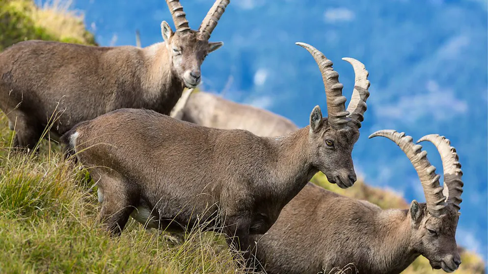 25,000 francs for the kill. Foreigners may hunt ibex in Valais again
