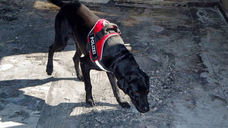 Brandstiftung in einem Schrebergarten in Horw