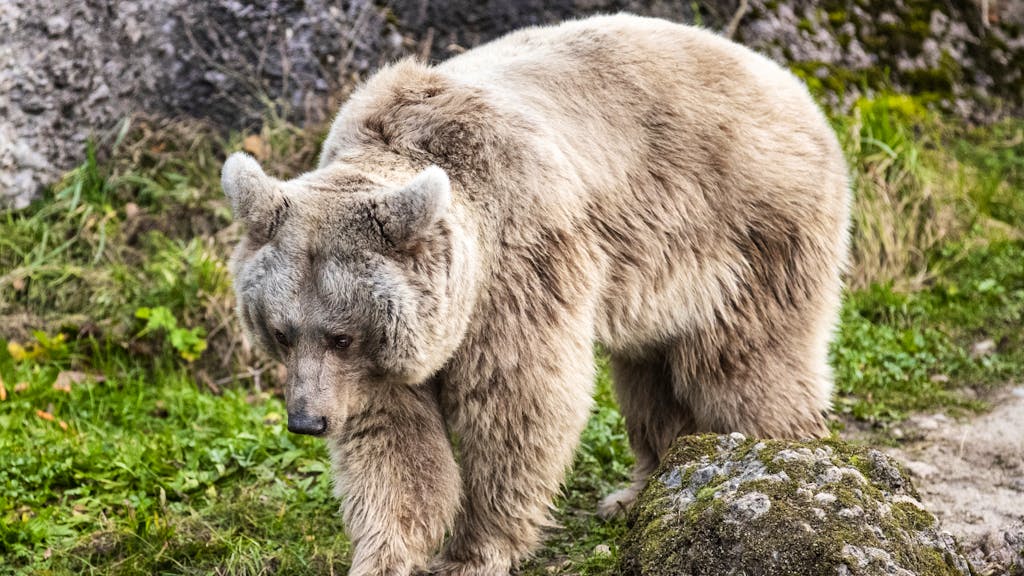 Angriff auf Wanderer. Töten oder nicht? «Problembär» spaltet Norditalien