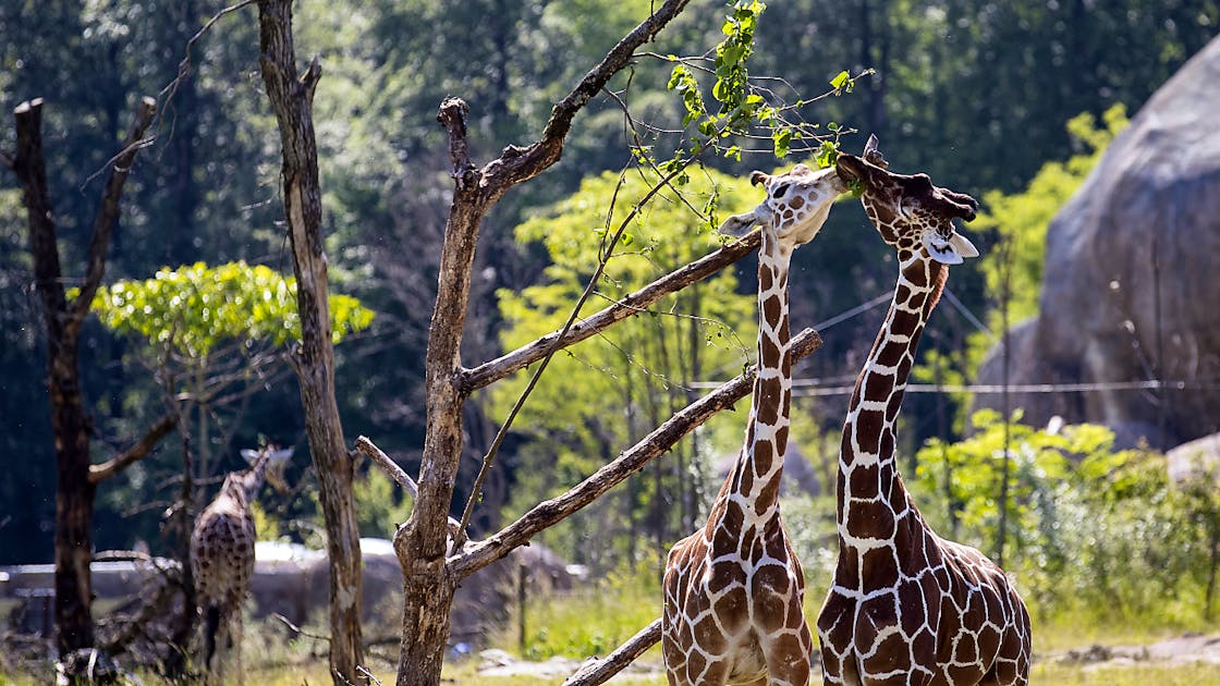 Giardini zoologici Allo Zoo di Zurigo si inaugura una savana blue News