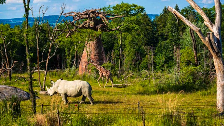 Loisirs. Savane pour les animaux africains à Zurich.